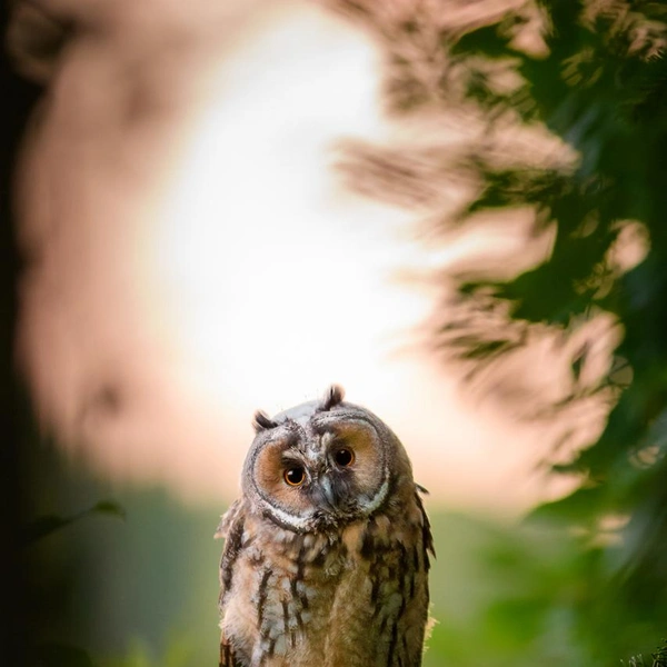 Источник: Onni Rantanen / Vuoden Luontokuva 2020