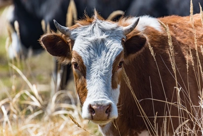 В Забайкалье с начала года пресекли незаконную перевозку 2335 голов скота