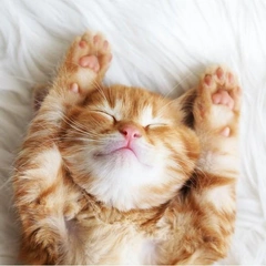 Калькулятор возраста кошки: проверьте, сколько вашему питомцу «человеческих» лет