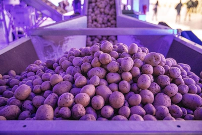 Цена на картофель в Новосибирской области выросла на 120% за шесть лет