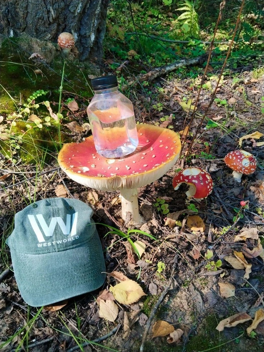 То ли гриб размером с голову, то ли голова размером с гриб. В этом лесу легко запутаться | Источник: читатель 63.RU