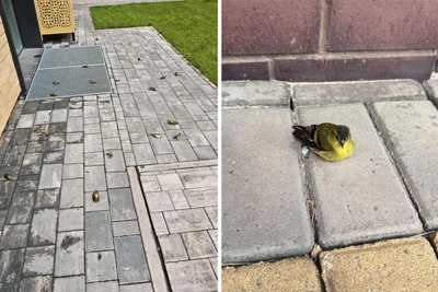 В Воронеже чижи погибли о стёкла нового ЖК