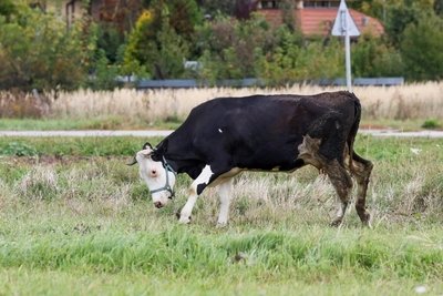 Heightened readiness regime canceled in Chita after animal disease outbreak