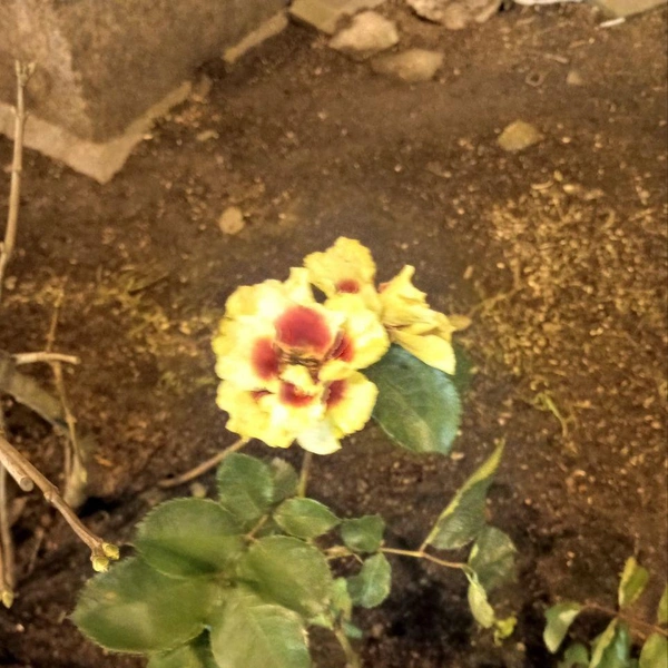 Источник:  телеграм-канал Александра Колесова