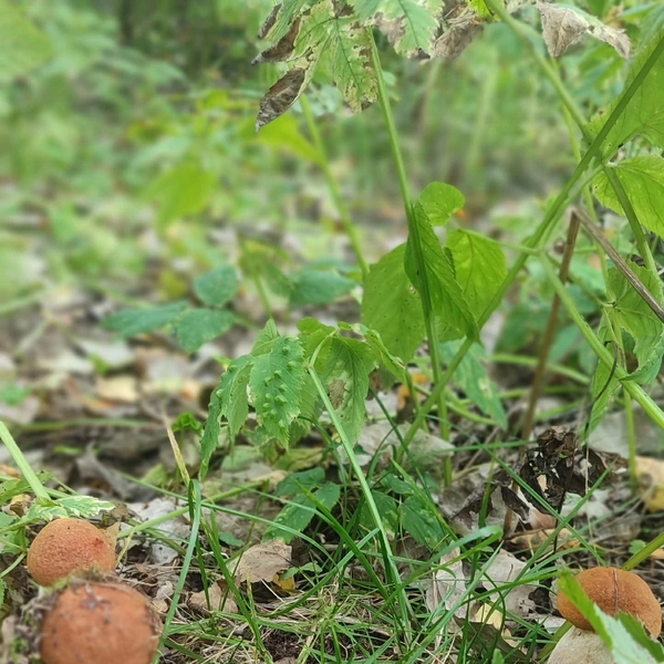 Источник: Дары лесов Урала. Грибы Екатеринбурга и области / Vk.com