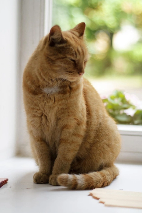 Кот Ося | Источник: Музей Анны Ахматовой / «ВКонтакте»