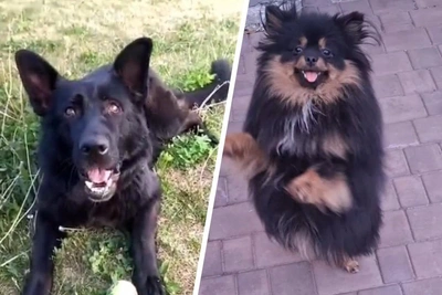 Village Near Tolyatti Hunts Pet Poisoner on Holidays