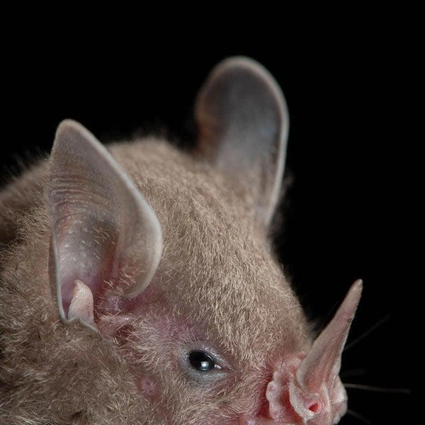 Карликовый листонос (Rhinophylla pumilio) | Источник: José Gabriel Martínez-Fonseca via PetaPixel