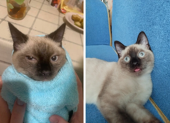 У каждого котовладельца в телефоне можно найти десятки смешных фотографий питомца | Источник: Анастасия Кубышкина / Личный архив