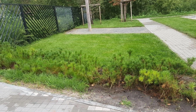 Источник: «Парк Декор»