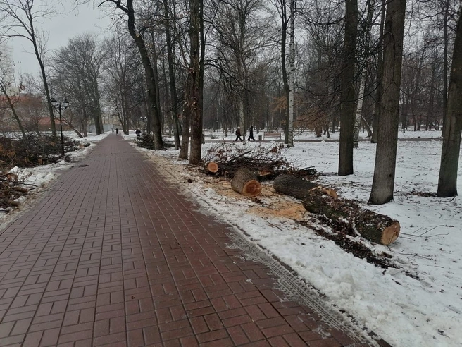 Массовая вырубка деревьев в Бутусовском парке вызвала недовольство у жителей Ярославля | Источник: читатель 76.RU