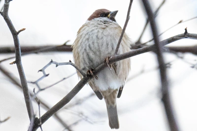 Forecast: Cloudy and Warmer in Primorye February 2