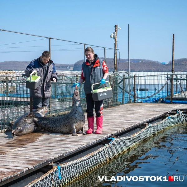 Источник: Елена Буйвол / VLADIVOSTOK1.RU