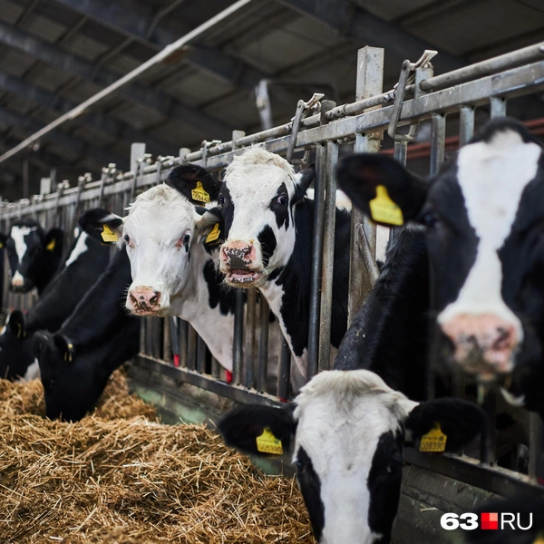 Источник: Роман Данилкин / 63.RU