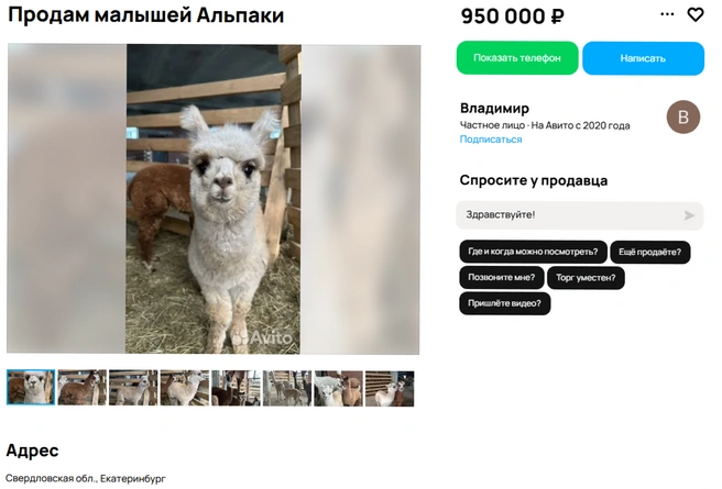 Владимир продает одного альпака почти за миллион | Источник: Avito