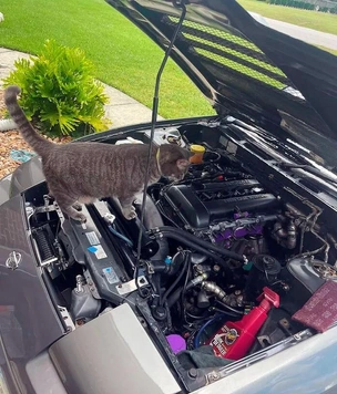 Самые смешные и важные коты-автомеханики (16 фото)