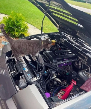 Самые смешные и важные коты-автомеханики (16 фото)