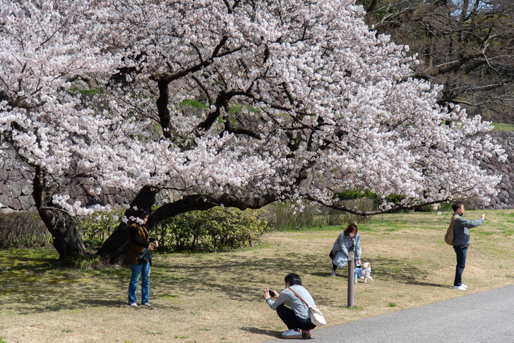 Каноны пробуждения: как встречают весну в Японии