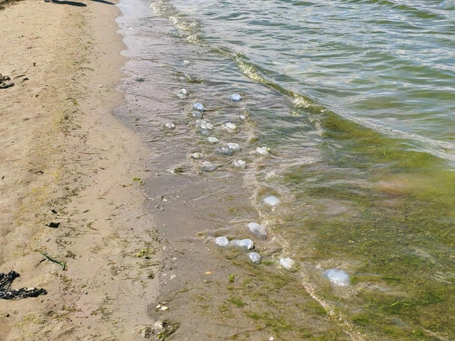 А вы были в этом году на море? Что скажете?  | Источник: Маковозовы / T.me