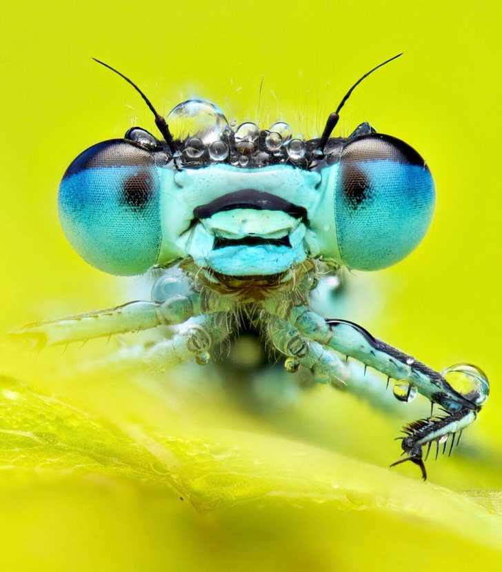 10 волшебных фото насекомых, какими вы их никогда не видели