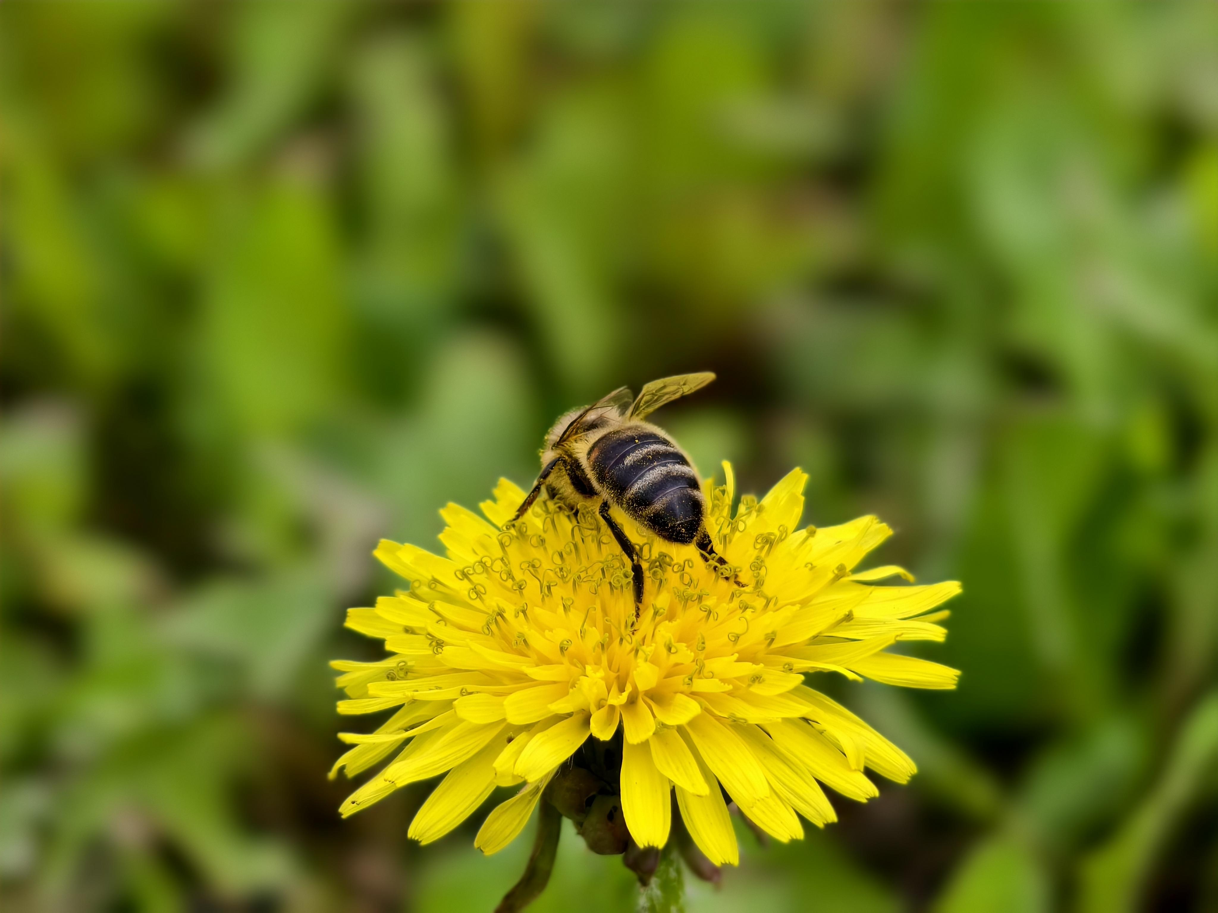 «Это всё равно что белого медведя отправить в Узбекистан»: зачем башкирская пчела едет за границу и чем это грозит 