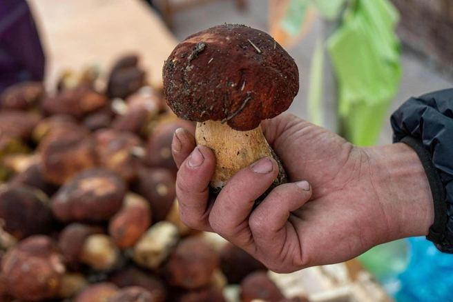 Царь грибов — белый | Источник: Александр Ощепков / NGS.RU