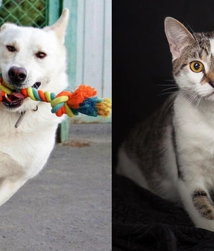 Котопёс недели: кот Жюльен и пёс Беляш