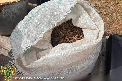 Амурчанина осудили за коноплю