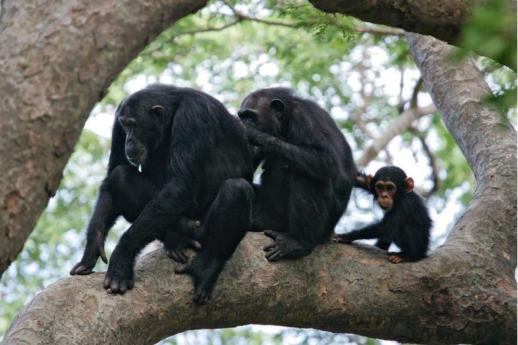 Необъяснимое долголетие: как шимпанзе опровергли «гипотезу бабушек»