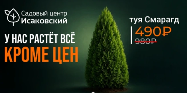 Растения продаются в контейнерах со сформированной корневой системой | Источник: садовый центр «Исаковский»