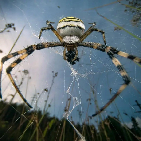 Паук-оса (Argiope bruennichi) наслаждается добычей на швейцарском лугу | Источник: Roman Willi / BigPicture 2025