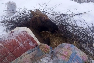 Rescued Moose Dies After Transport to Rehabilitation Center