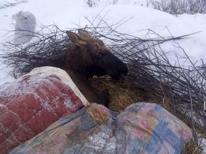 Лось в Ярославской области погиб при транспортировке в центр реабилитации | Источник: Министерство лесного хозяйства и природопользования Ярославской области
