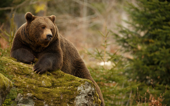 «Одной крови»: медведи подсказали способ предотвратить атрофию мышц у человека