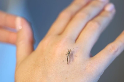 Комары с паразитами: угрожают ли они Татарстану?