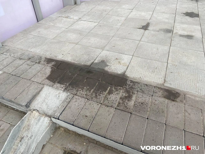 Источник: Дмитрий Волгин / Voronezh1.ru