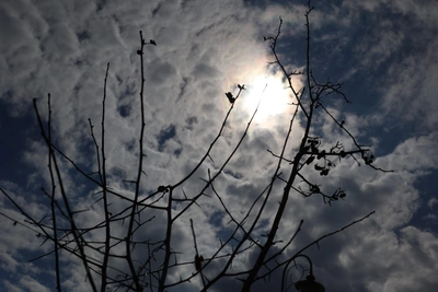 Суд из-за засохших саженцев вместо Кумженской рощи