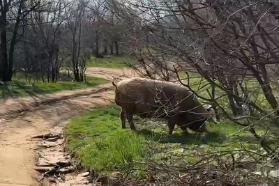 Животные вернулись в жилой комплекс Волгограда
