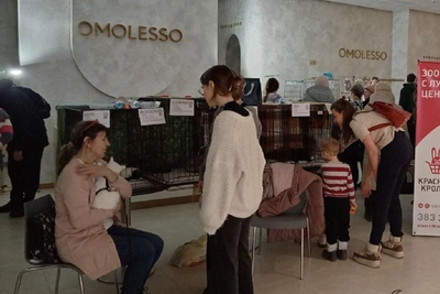 В ТРЦ Аура раздают животных: десять кошек обрели дом