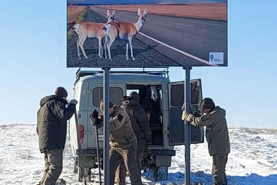 В Забайкалье установили стенды для защиты дзеренов