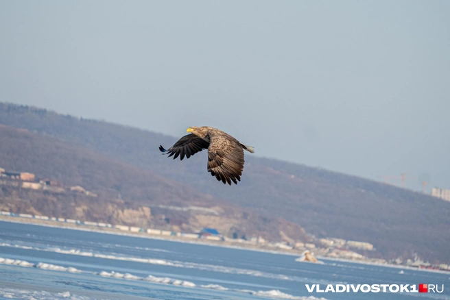 Источник: Елена Буйвол / VLADIVOSTOK1.RU