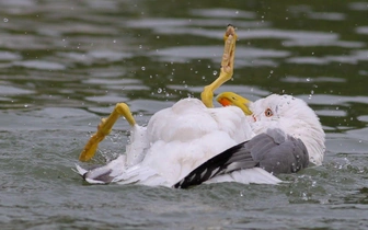 Клювы, перья, шутки: взгляните на 15 уморительных фото птиц с конкурса Comedy Wildlife Photography Awards