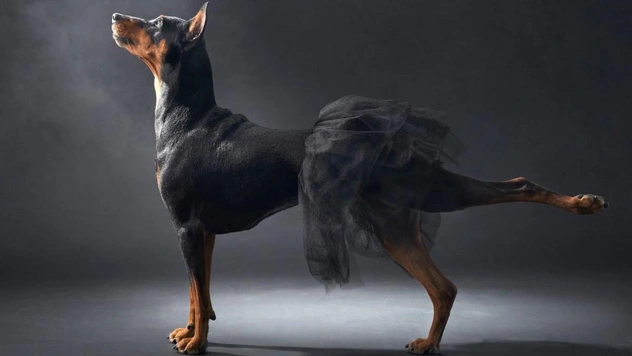 Самые смешные собаки, которые 100% поднимут настроение (много фото)