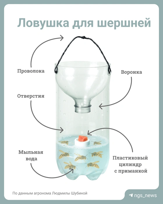 Ловушку сделать не сложно | Источник: Юрий Орлов / Городские медиа