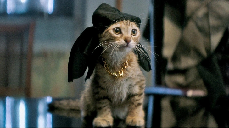 10 лучших фильмов про котов и кошек | Источник: Кадр из фильма