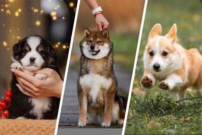 Dog World's Rolls-Royce: Puppies Sold for Hundreds of Thousands in Yaroslavl