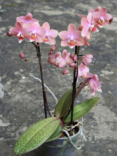 Орхидея Фаленопсис Арома Odorion