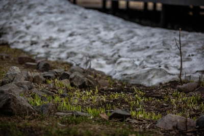 Прогноз синоптиков: снег в Новосибирске не торопится таять