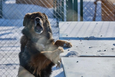 В Новосибирске участились обращения в полицию из-за нападений собак