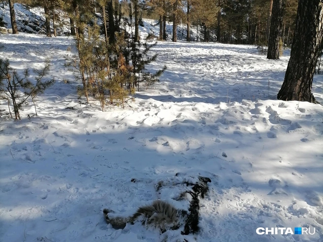 Собачку уже присыпало снегом | Источник: читатель «Чита.Ру»